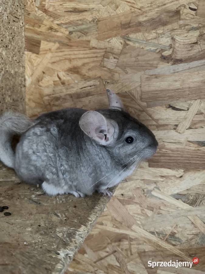 Sprzedam szynszyle samiec i samica Jastrzębie-Zdrój sprzedam