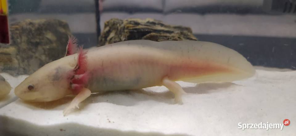 Axolotl śląskie Jastrzębie-Zdrój