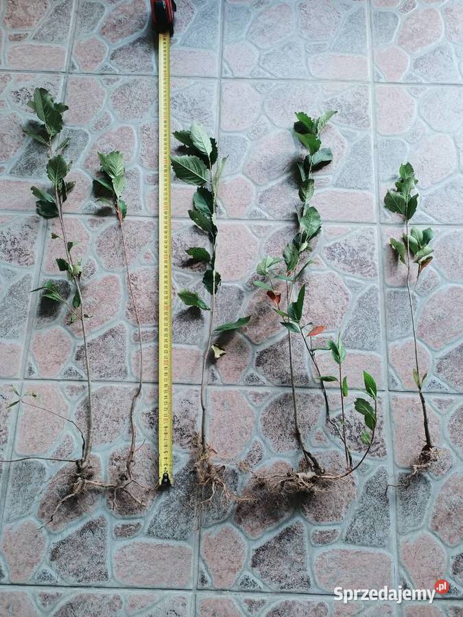 Aronia sadzonki jedno i dwuroczne Pozostałe Ożarów