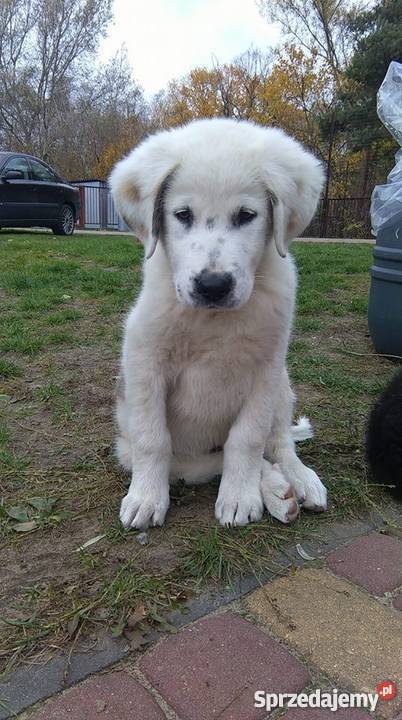 Owczarek środkowoazjatycki szczeniak biały Kozienice