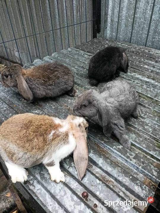 Króliki barany francuskie lubelskie Zezulin Pierwszy