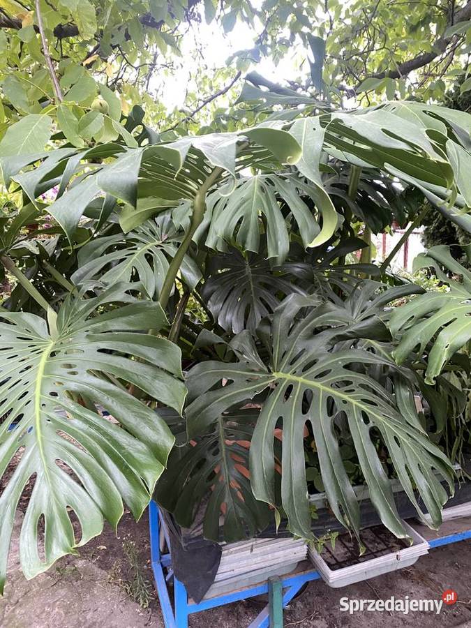 OGROMNA MONSTERA DELICIOSA ok 3 m kwitnąca i Wrocław sprzedam