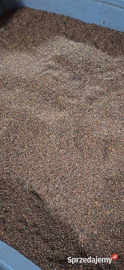 Rzodkiew oleista Przysucha