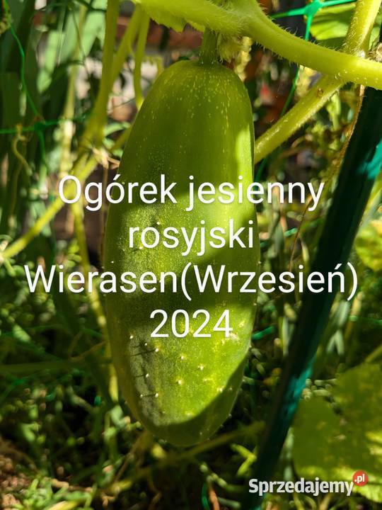 Ogórek jesienny Wierasen wschodni nasiona