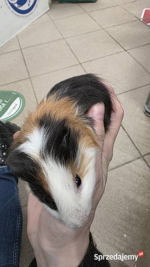 Świnka morska cavia domowa cawia Tarnów