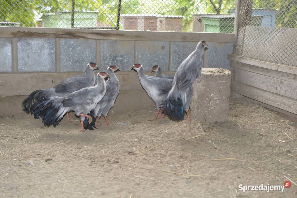 Bażanty uszaki siwe mutacja Rzeszów