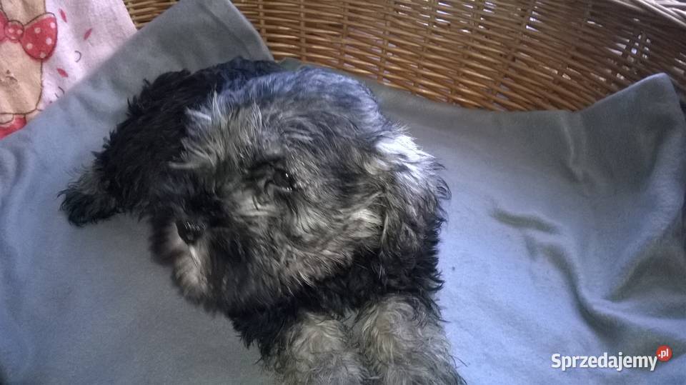 sznaucer miniaturowy Lubień Kujawski sprzedam