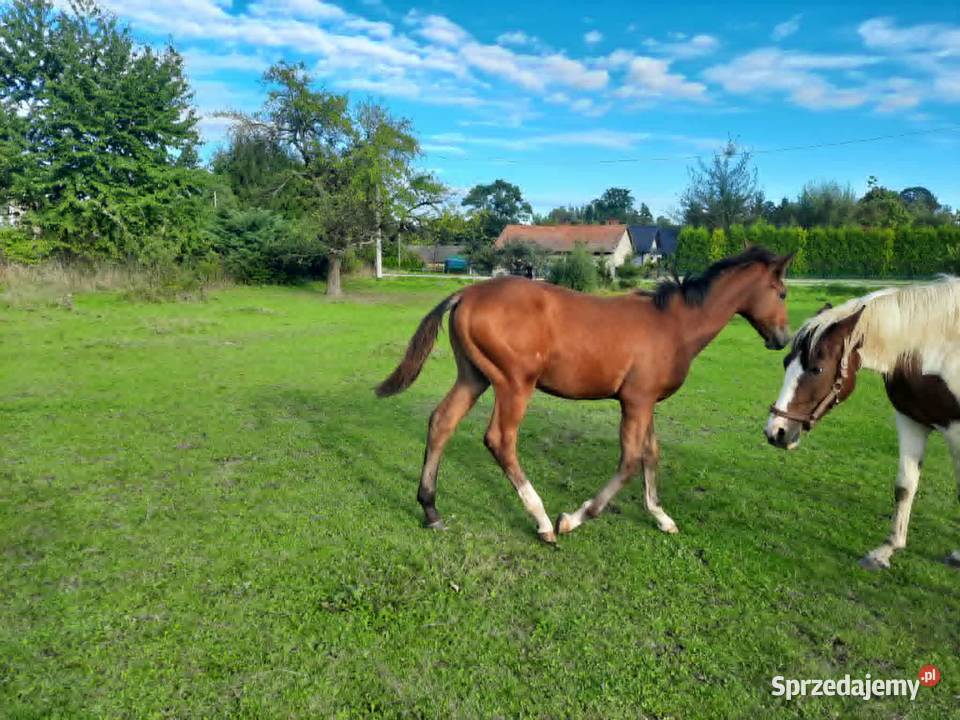 Sprzedam gniadego ogierka ur01032025 Czeluśnica