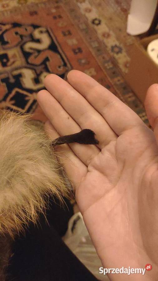 Trochę zwariowana czapka uszanka z futra Warszawa sprzedam