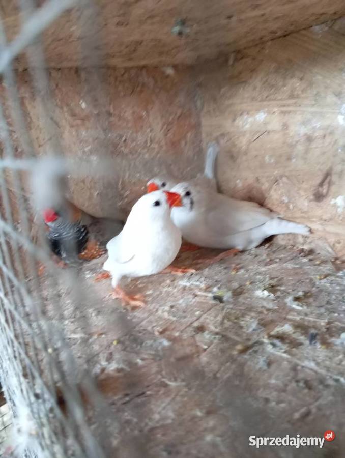 Zeberki pary lęgowe