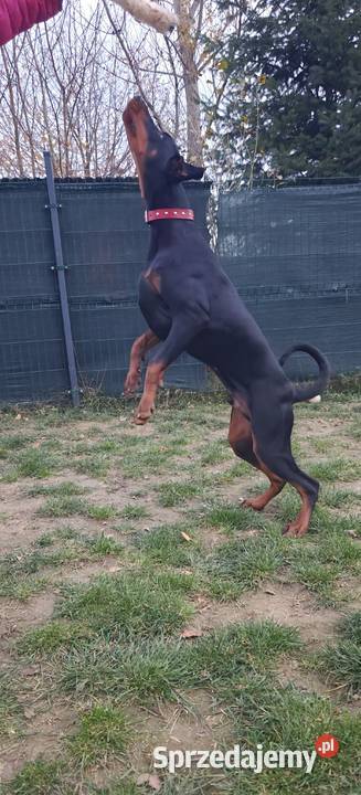 Newton Championie stabilny inteligentny z Lublin