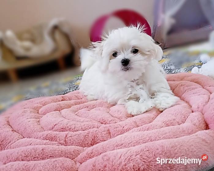 Maltańczyk szczenię suczka Racibórz