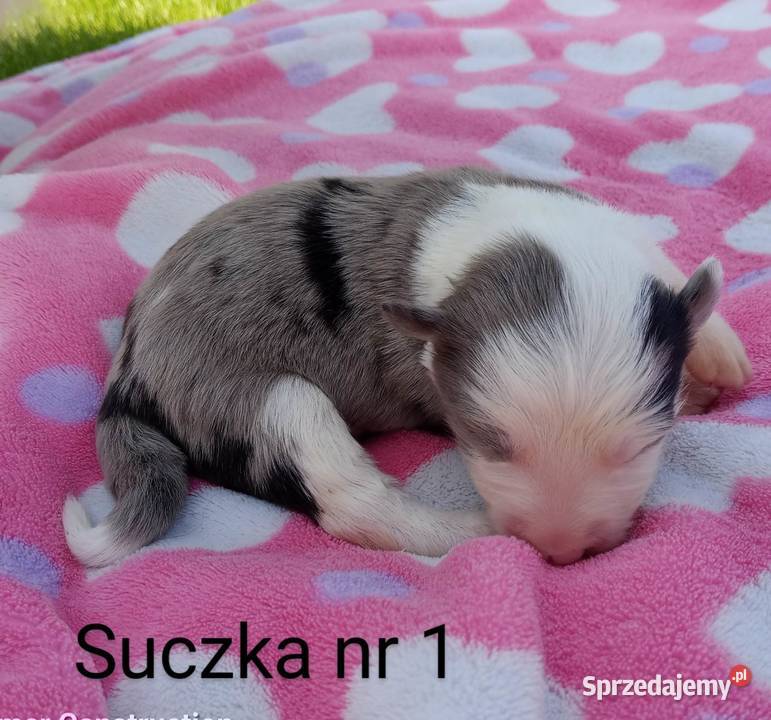 Border collie FCI podkarpackie Dębica