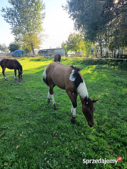 Sprzedam młode chucuły Wygoda
