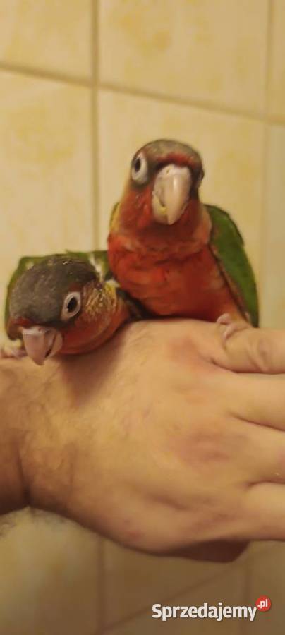 Papugi rudosterki ręcznie karmione Tychy