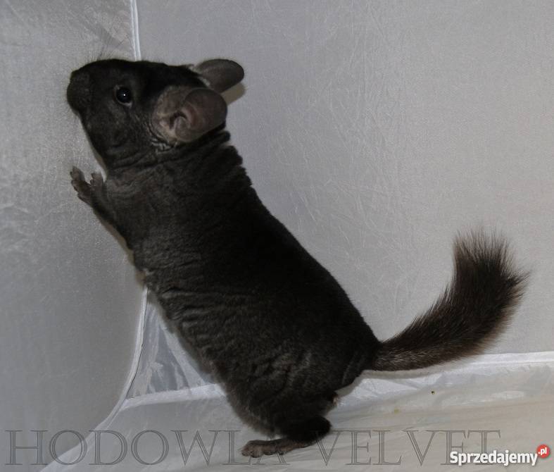 Szynszyla szynszyl szynszyle samiec MEDIUM EBONY wielkopolskie