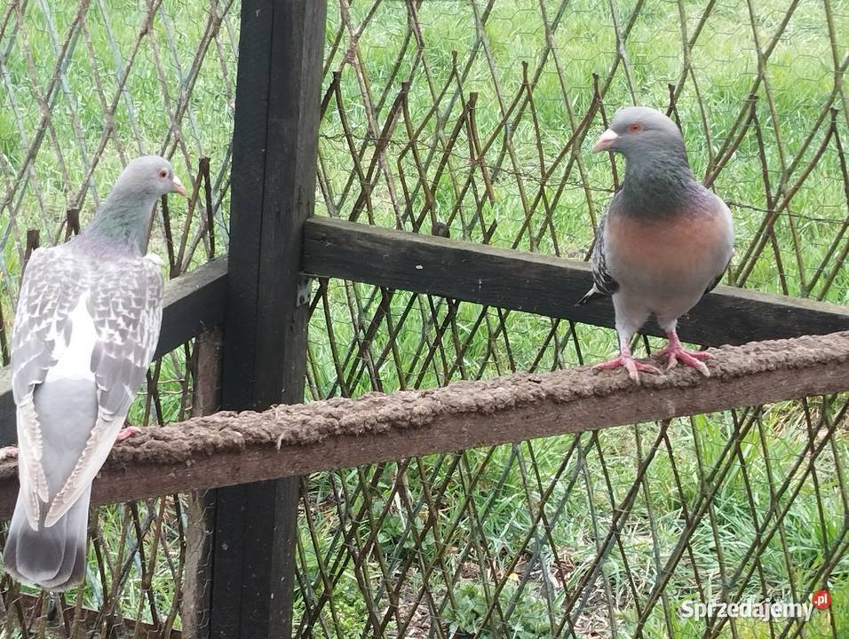 SKOWRONKI KOBURSKIE para Głogów sprzedam