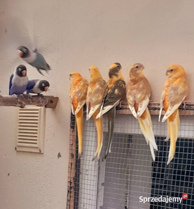 Sprzedam świergotki Ostrów Wielkopolski sprzedam