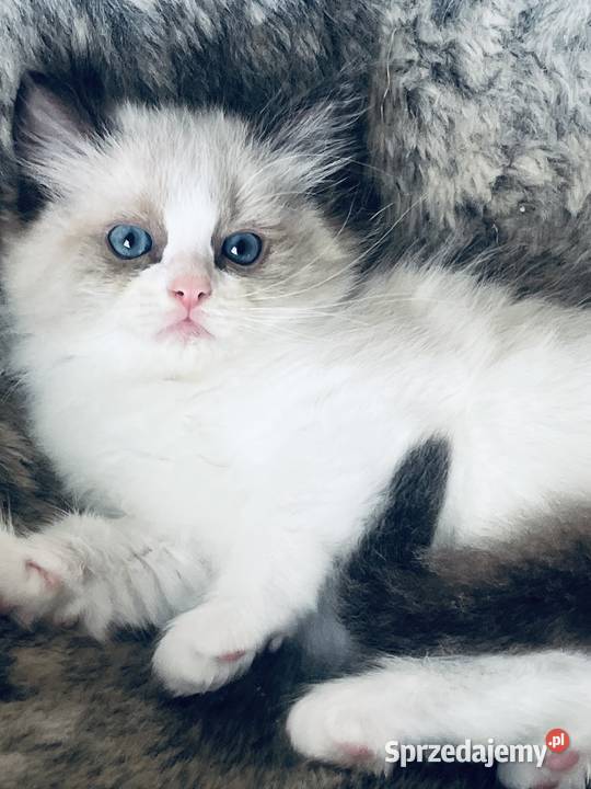 Kocurek ragdoll Ragdoll Kalisz