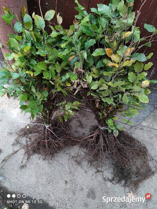 Sadzonki Buk pospolity 30 50 sprzedam