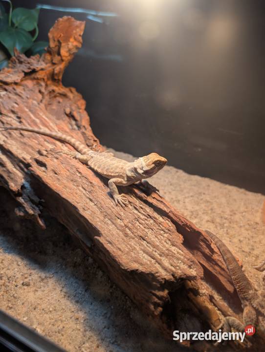 Agamki brodate Olsztyn