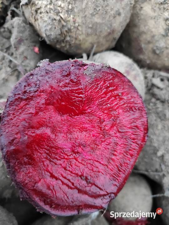 Buraczek czerwony na przemysł ćwikłowy Łęczyca sprzedam