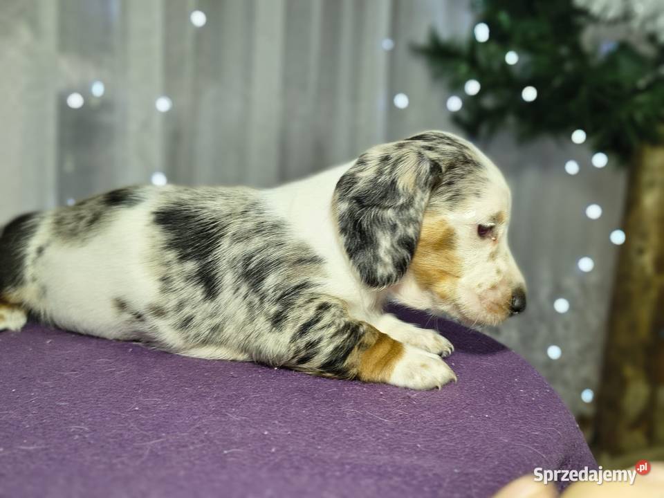 Jamnik suczka Żychlin sprzedam