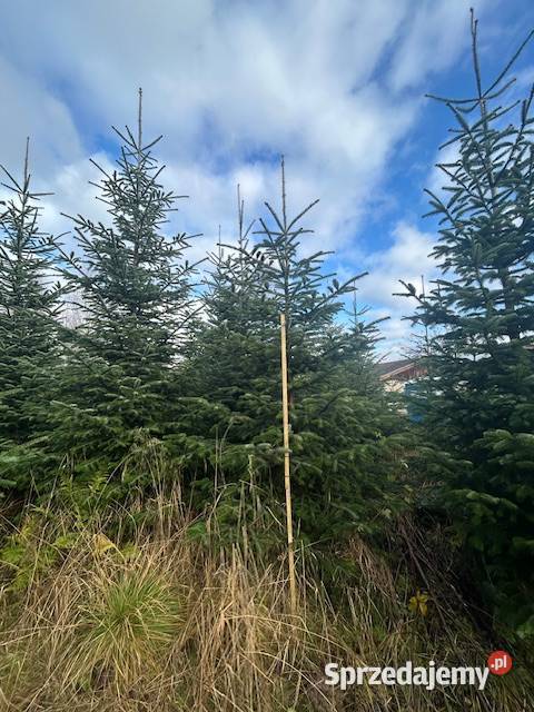 Choinki jodła kaukaska Konary sprzedam
