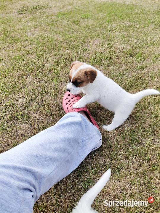 Jack Russell Terrier wielkopolskie Kłodawa sprzedam