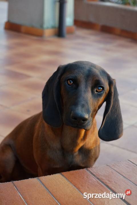 Posokowiec bawarski 10 miesięcy Pozostałe mazowieckie Przasnysz