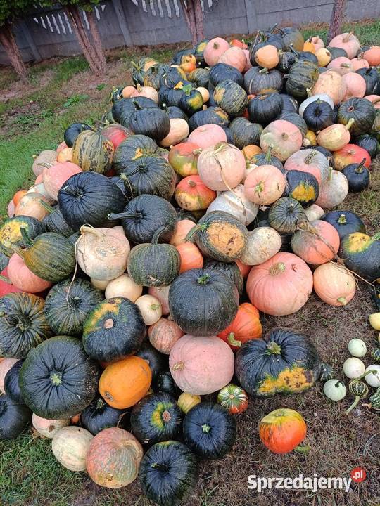Sprzedam dynię Ropczyce