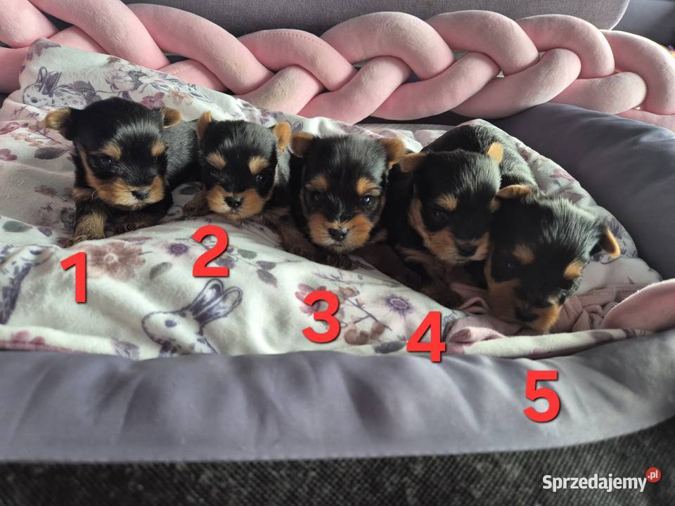 Yorkshire terrier śliczna sunia Poddębice