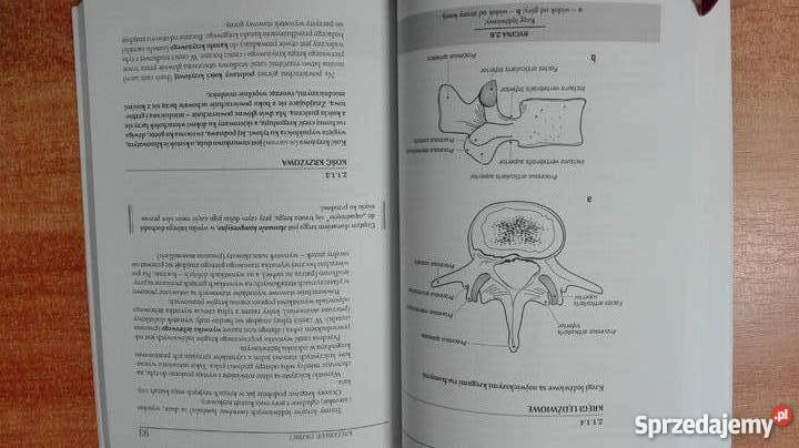 Anatomia Człowieka tom I PZWL Narkiewiczred 38 Olsztyn