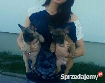 SZCZENIĘTA RASY BULDOG FRANCUSKI FCI kujawsko-pomorskie