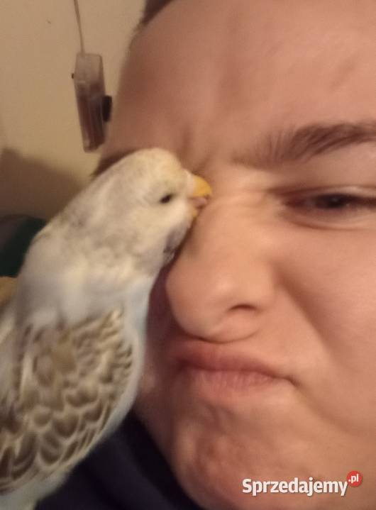 Dwie faliste z klatka Sarnów sprzedam