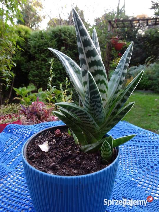 Kaktus Aloes Pstry Tygrysi Aloe Variagata Nowy Sącz