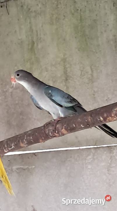 Księżniczki Walii Parka Niebieskie Bochnia sprzedam