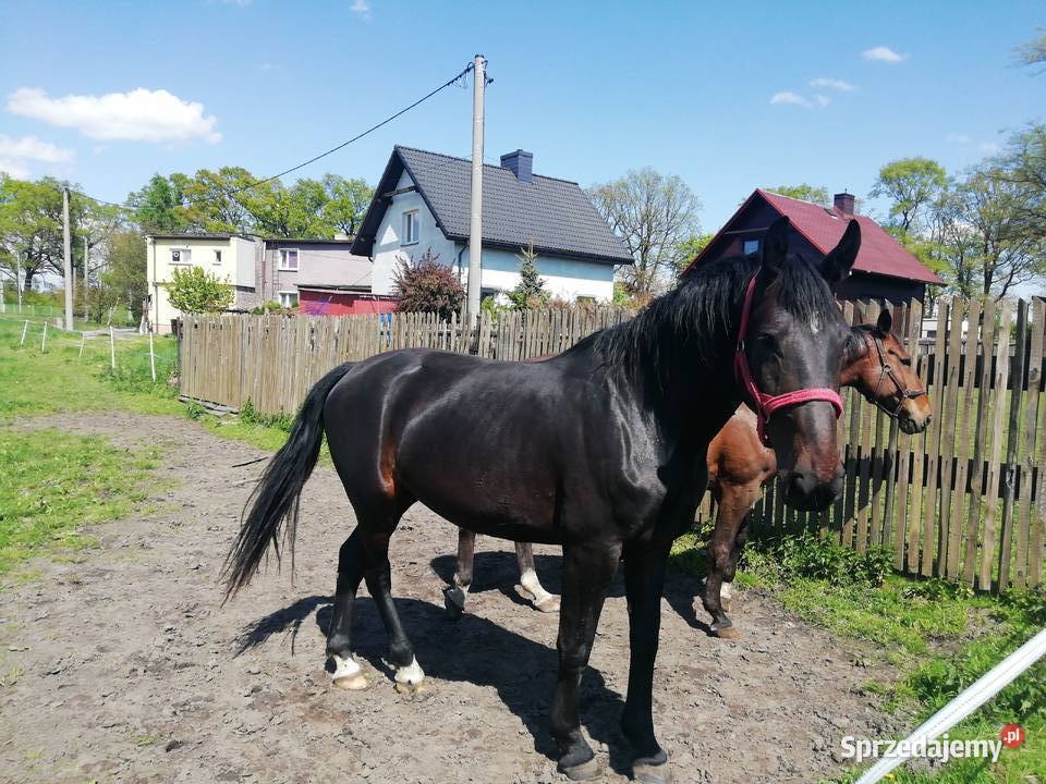 sprzedam klacz śląską znakomite pochodzenie śląskie Pszczyna