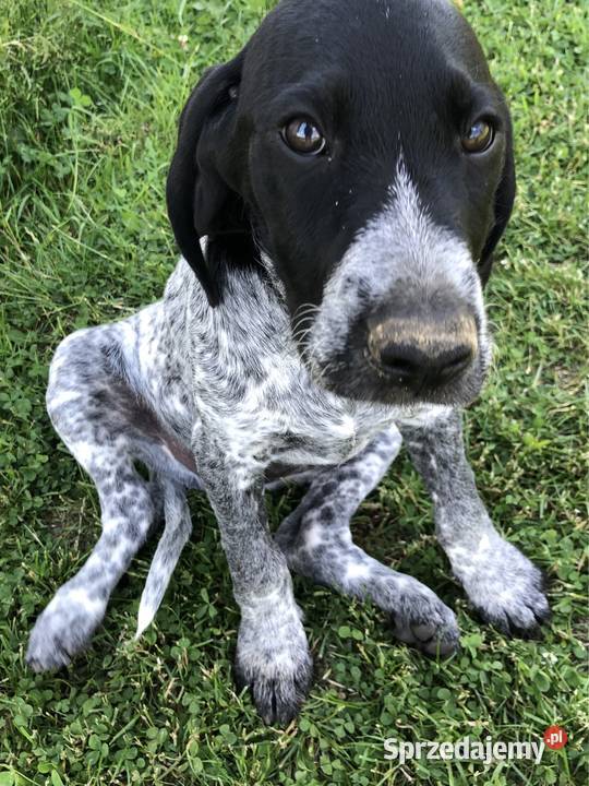 Szczeniaki wyżeł niemiecki krótkowłosy Wadowice