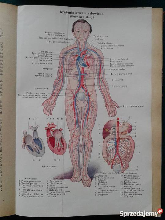 NOWE LECZNICTWO PRZYRODNICZE wielkopolskie Leszno