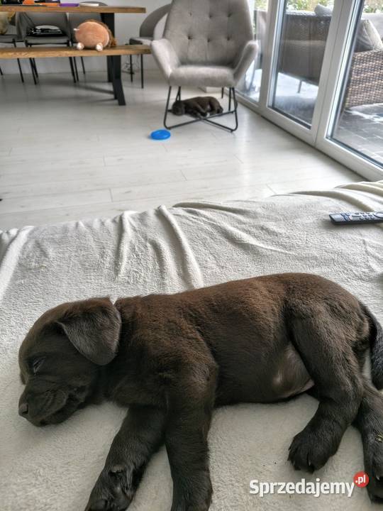 Śliczne suczki Labrador retriever Rodzice FCi i Niepołomice