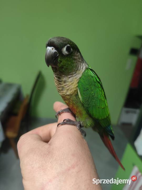 Ręcznie karmione Rudosrerka zielonolica Ptaki Międzyświeć