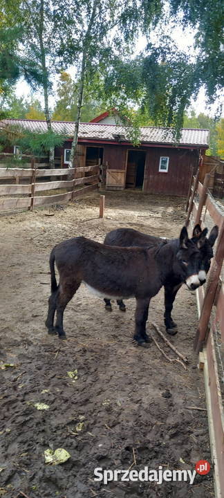sprzedam osły 3 sztuki sprzedam