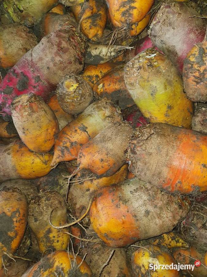 Buraki pastewne Rośliny okopowe Brzostków