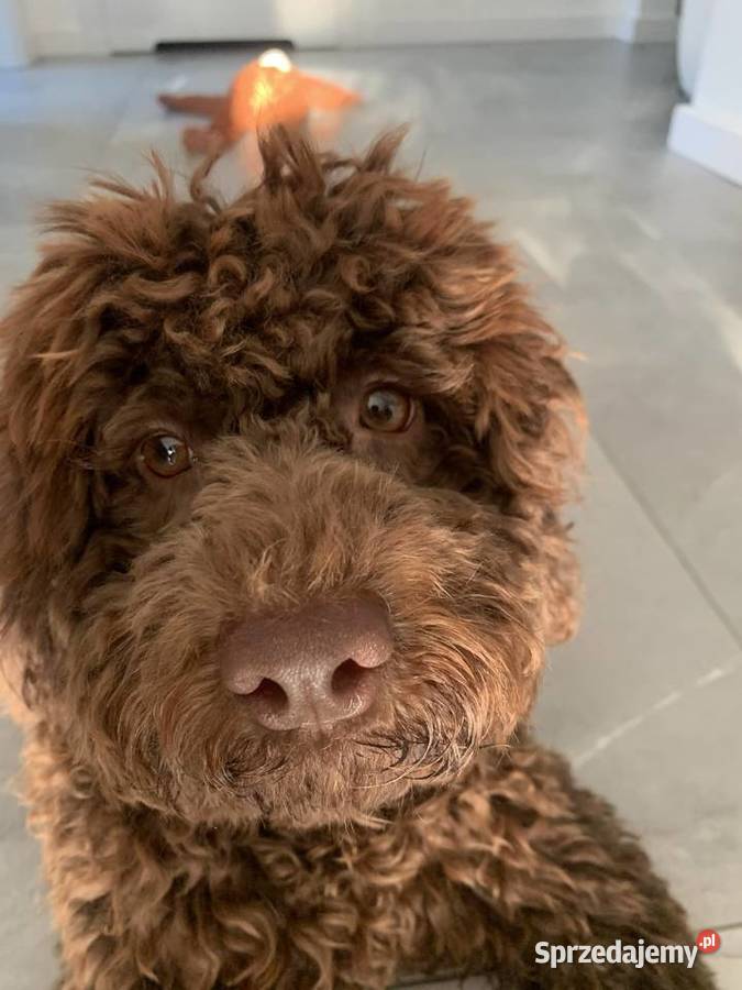 Lagotto Romagnolo pies na trufle DOGOTERAPIA Szczecin