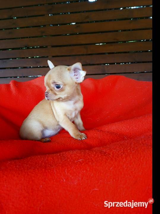 Piękna suczka chihuahua Płock