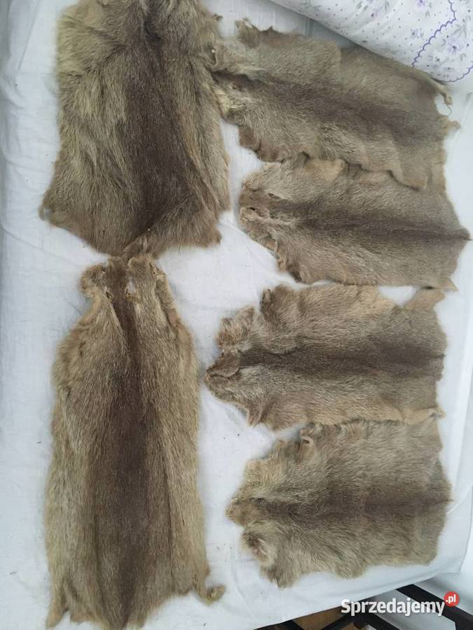 Sprzedam wyprawione skóry z nutrii Tarnów