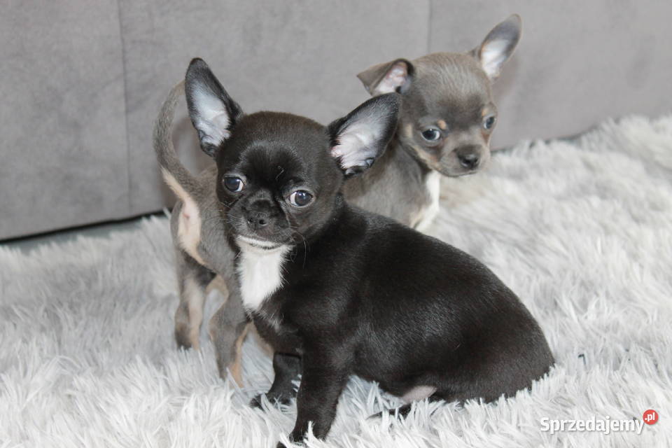 Chihuahua krótkowłosy chłopiec ZKwP FCI Chihuahua Świnoujście