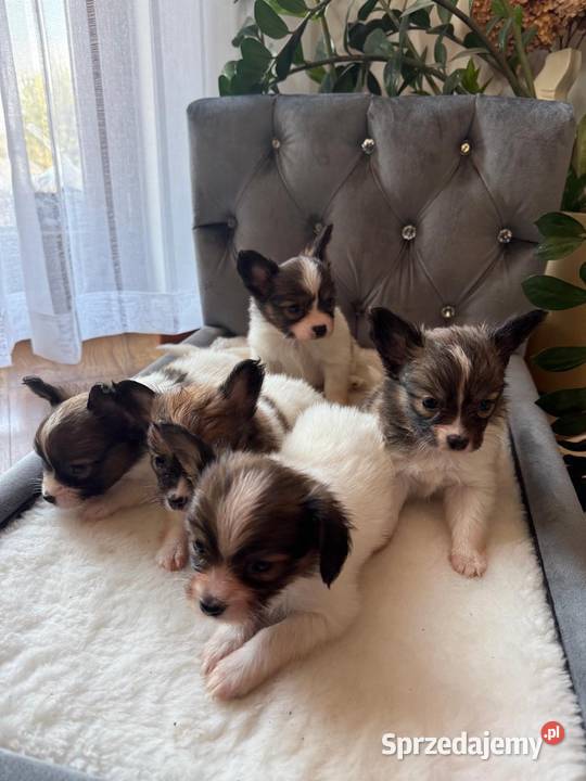 Papillon szczeniak Spaniel kontynentalny Pozostałe Dudki