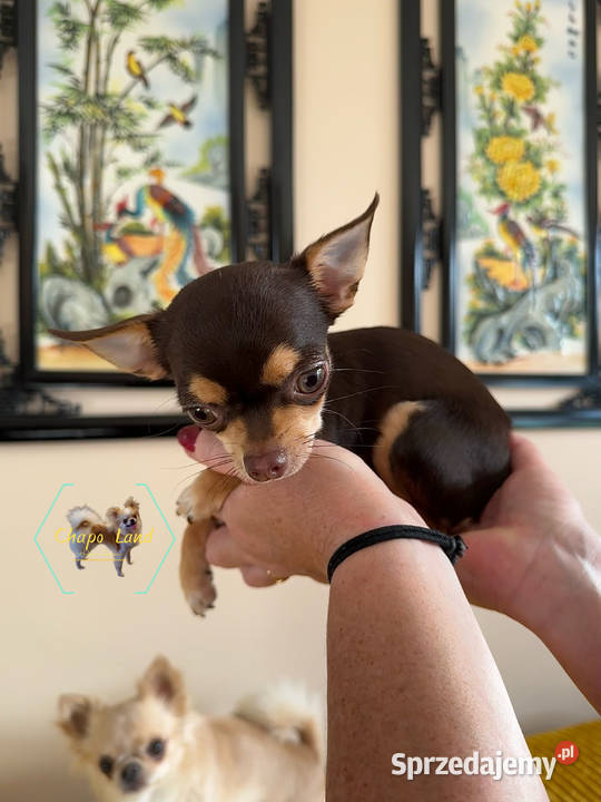 Chihuahua suczka z rodowodem chocolate tan